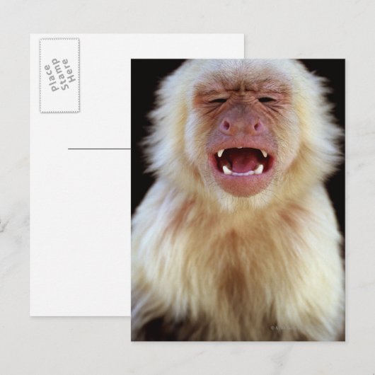 Witte capuchine (Cebus capucinus) met Briefkaart (Voorkant / Achterkant)