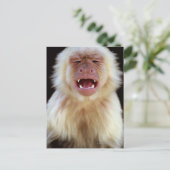 Witte capuchine (Cebus capucinus) met Briefkaart (Staand voorkant)