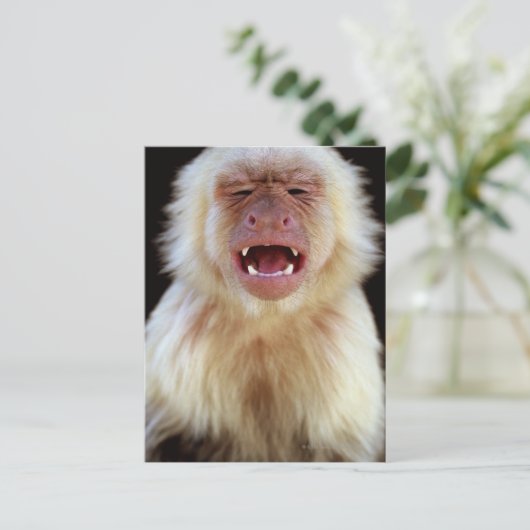 Witte capuchine (Cebus capucinus) met Briefkaart (Staand voorkant)