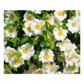 Witte Cherokee Roos Foto Afdruk (Voorkant)