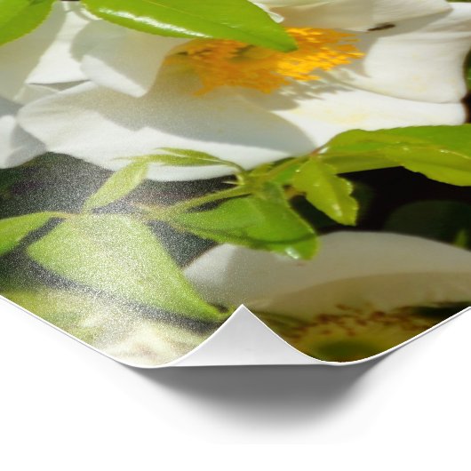 Witte Cherokee Roos Foto Afdruk (Hoek)