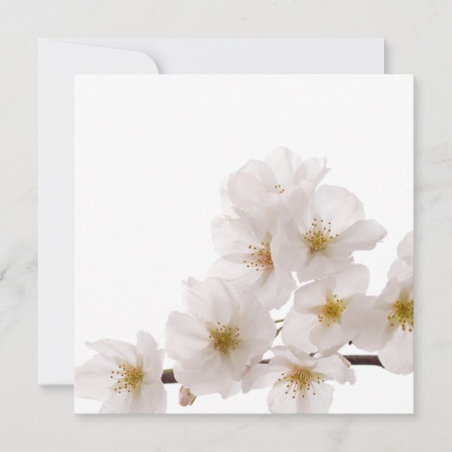  Witte Cherry Blossom (Voorkant)