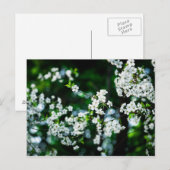 Witte Cherry Blossom Green Leaves Briefkaart (Voorkant / Achterkant)