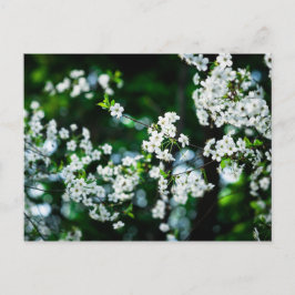 Witte Cherry Blossom Green Leaves Briefkaart
