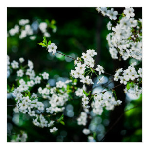 Witte Cherry Blossom Green Leaves Poster