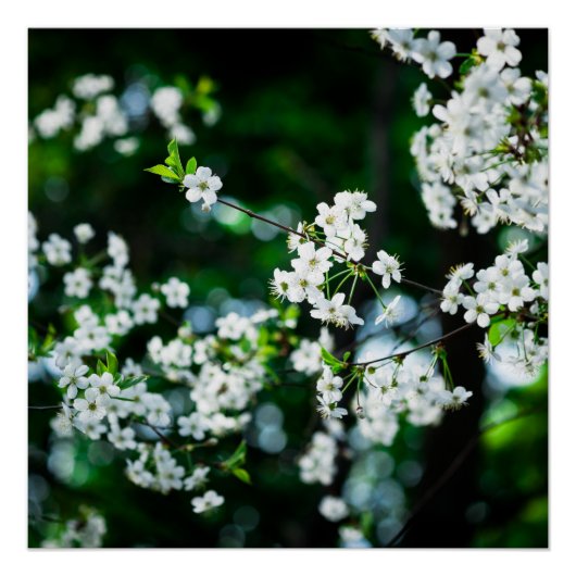 Witte Cherry Blossom Green Leaves Poster (Voorkant)