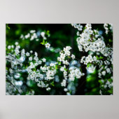 Witte Cherry Blossom Green Leaves Poster (Voorkant)