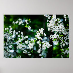 Witte Cherry Blossom Green Leaves Poster