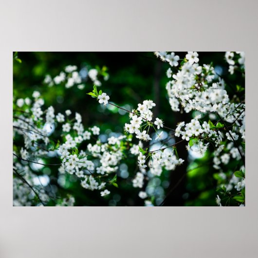 Witte Cherry Blossom Green Leaves Poster (Voorkant)