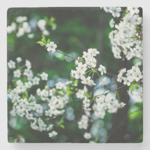 Witte Cherry Blossom Green Leaves Stenen Onderzetter