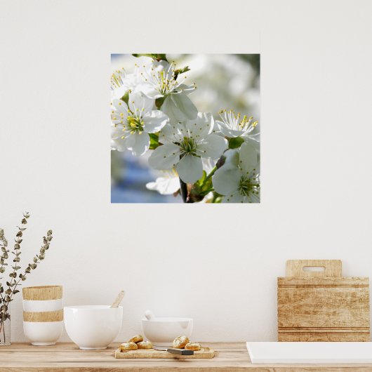 Witte Cherry Tree Blossom Poster (Keuken)