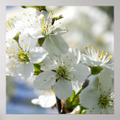 Witte Cherry Tree Blossom Poster (Voorkant)