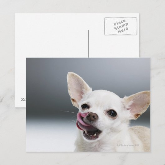 Witte Chihuahua die lippen likken Briefkaart (Voorkant / Achterkant)