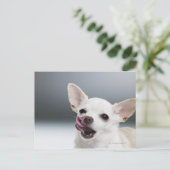 Witte Chihuahua die lippen likken Briefkaart (Staand voorkant)