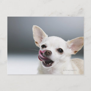 Witte Chihuahua die lippen likken Briefkaart