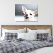 Witte Chihuahua likkende lippen Canvas Afdruk (Insitu (Slaapkamer))