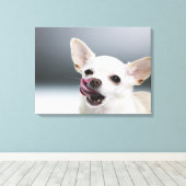 Witte Chihuahua likkende lippen Canvas Afdruk (Insitu (Houten vloer))