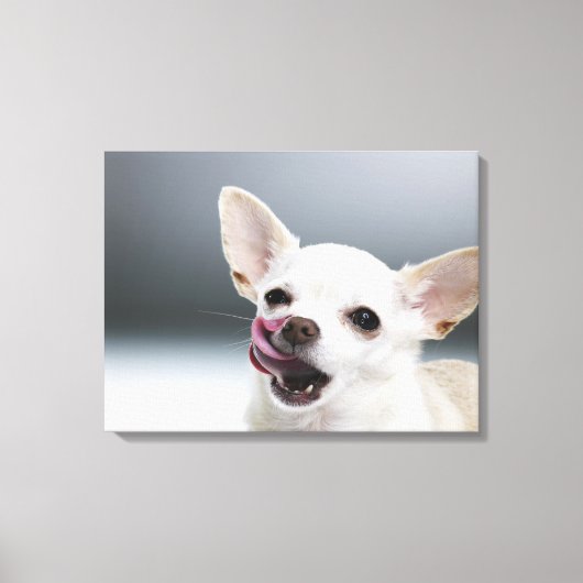 Witte Chihuahua likkende lippen Canvas Afdruk (Voorkant)