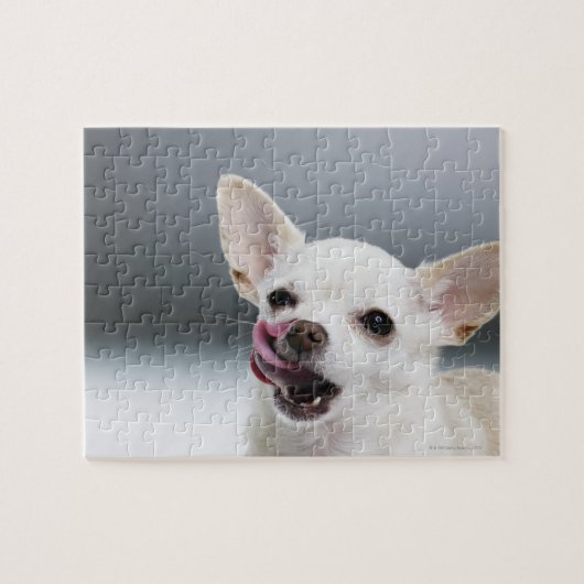 Witte Chihuahua likkende lippen Legpuzzel (Horizontaal)
