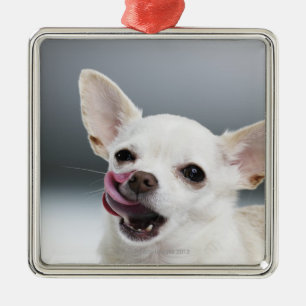 Witte Chihuahua likkende lippen Metalen Ornament