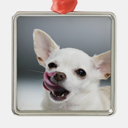 Witte Chihuahua likkende lippen Metalen Ornament (Voorkant)