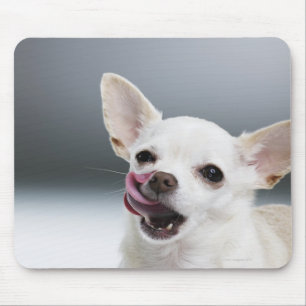 Witte Chihuahua likkende lippen Muismat