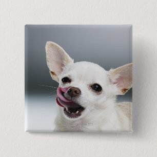 Witte Chihuahua likkende lippen Vierkante Button 5,1 Cm