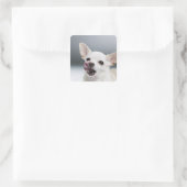 Witte Chihuahua likkende lippen Vierkante Sticker (Tas)