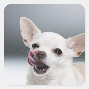 Witte Chihuahua likkende lippen Vierkante Sticker