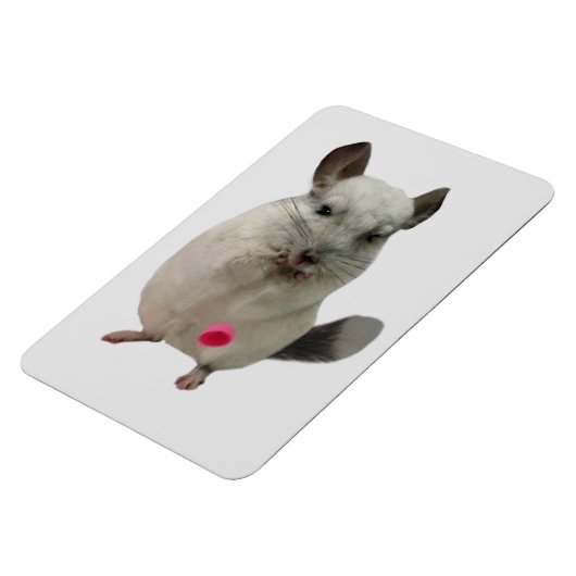 Witte chinchilla druppelkop magneet (Linkerzijde)