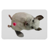 Witte chinchilla druppelkop magneet (Horizontaal)