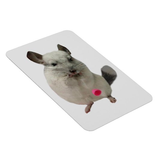Witte chinchilla druppelkop magneet (Rechterzijde)