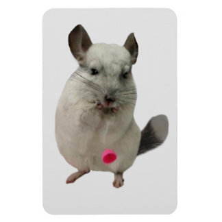 Witte chinchilla druppelkop magneet