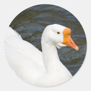 Witte Chinese gans Ronde Sticker