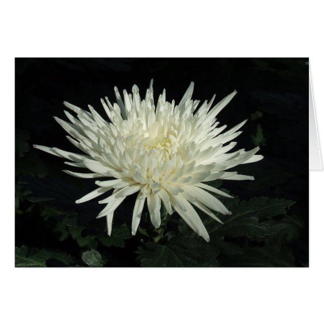 Witte chrosanthemum foto (Voorkant Horizontaal)
