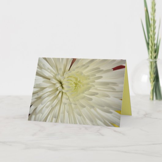 Witte Chrysanthemum Bloem Fotografisch Kaart (Voorkant)