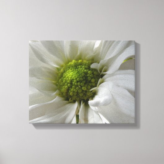 Witte Chrysanthemum Canvasprint Canvas Afdruk (Voorkant)