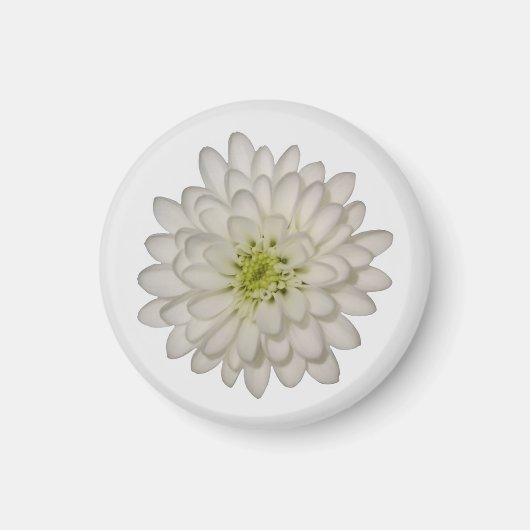 Witte Chrysanthemum Magneet (Voorkant)