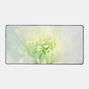 Witte Chrysanthemum Mooie Witte Mum Foto Bureaumat