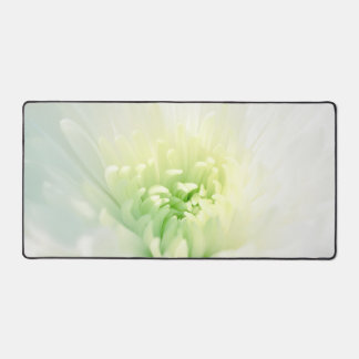 Witte Chrysanthemum Mooie Witte Mum Foto Bureaumat