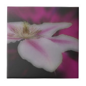 Witte Clematis Bloem Natuur Tegeltje (Voorkant)