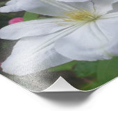Witte Clematis Flower Pair 8x10 Foto Afdruk (Hoek)