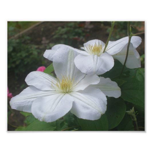 Witte Clematis Flower Pair 8x10 Foto Afdruk (Voorkant)