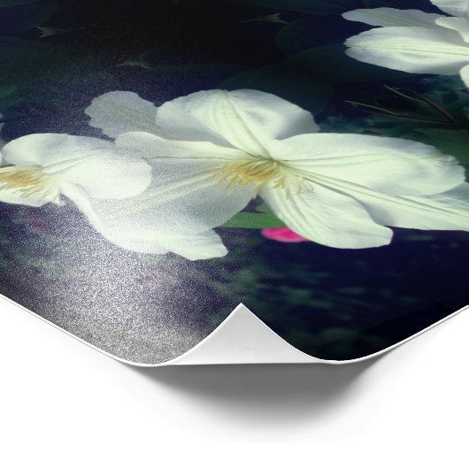 Witte Clematis Flower Pair Abstract 8x10 Foto Afdruk (Hoek)