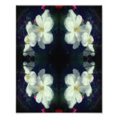 Witte Clematis Flower Pair Abstract 8x10 Foto Afdruk (Voorkant)
