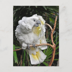 Witte cockatiel briefkaart