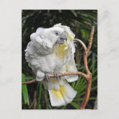 Witte cockatiel briefkaart (Voorkant)