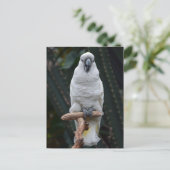 Witte cockatoo briefkaart (Staand voorkant)