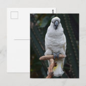 Witte cockatoo briefkaart (Voorkant / Achterkant)