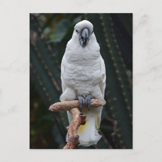 Witte cockatoo briefkaart (Voorkant)